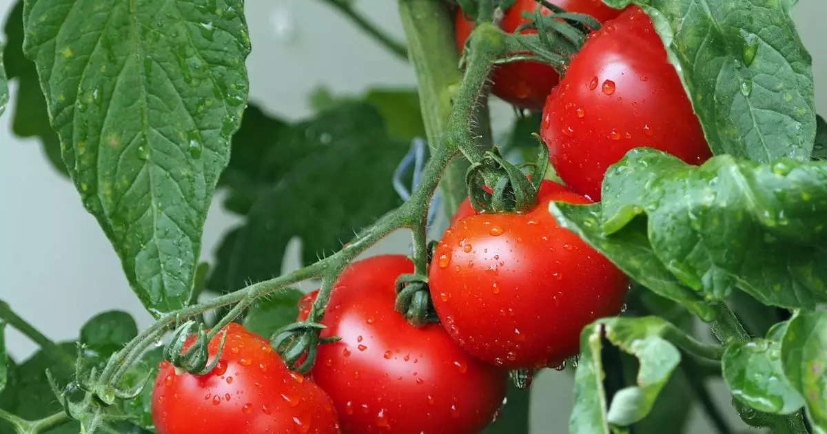 Você sabia que o tomate já foi considerado venenoso antigamente