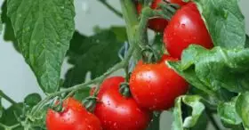 Você sabia que o tomate já foi considerado venenoso antigamente?